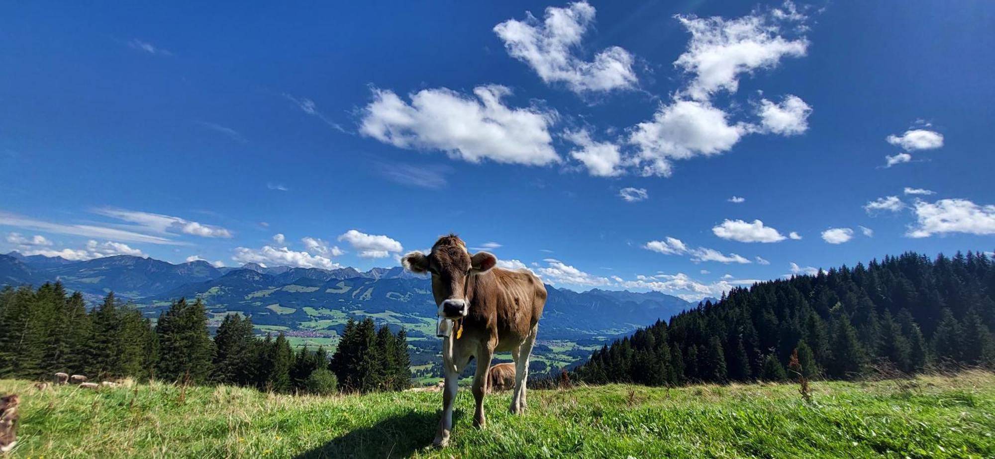 Fewo Allgaeuliebe Mit Wlan Oberstaufen Steibis المظهر الخارجي الصورة